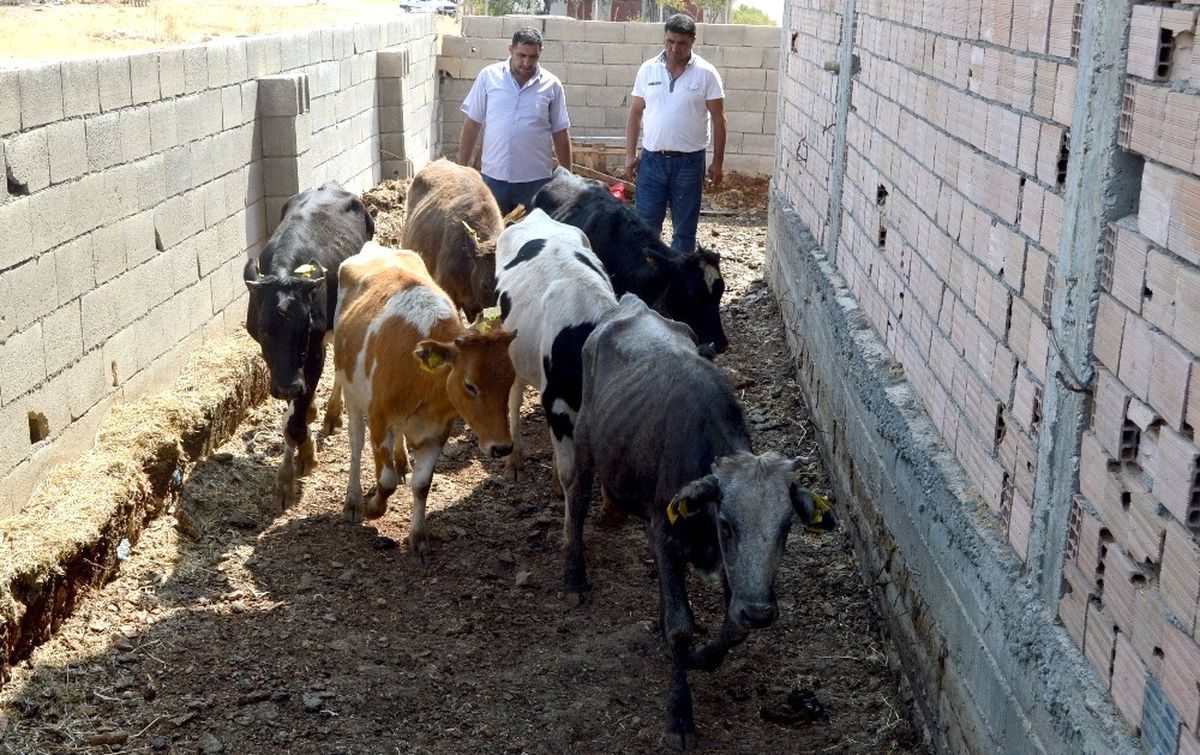 Besni İlçesinde Genç Çiftçilere 60 Büyükbaş Hayvan Dağıtıldı