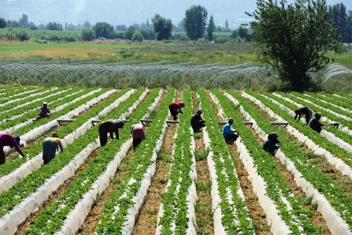 Çilekte Sezon Hazırlıkları Erken Başladı