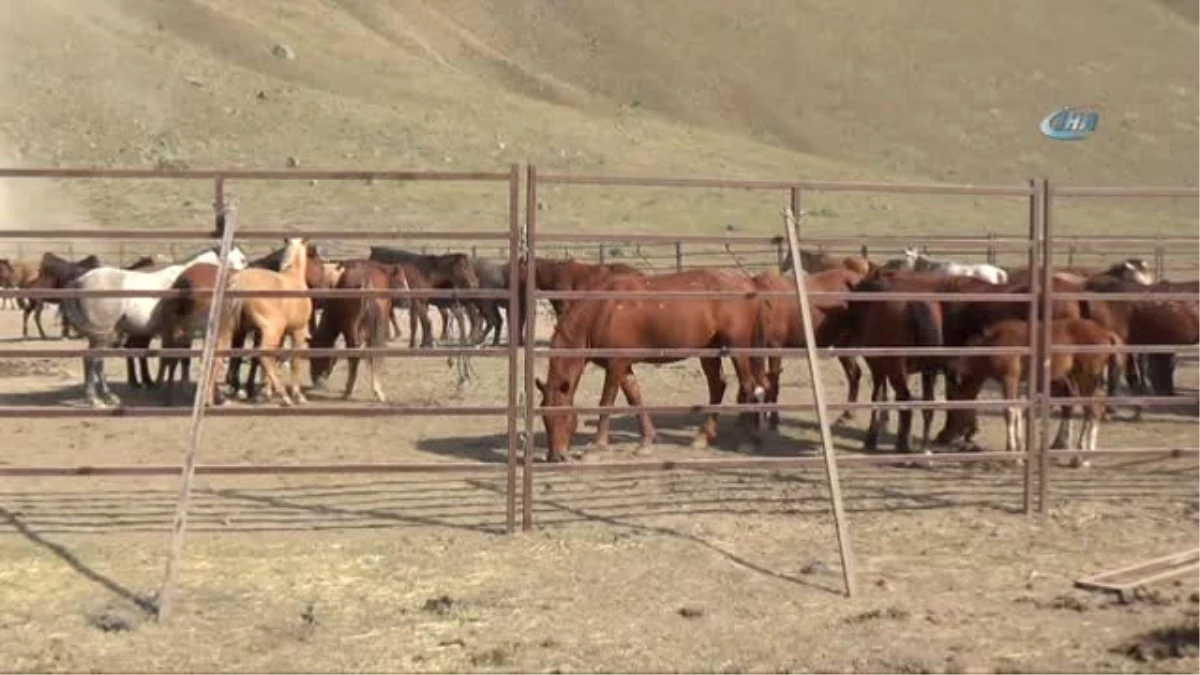 İhaleyi Kazanan Firma Karaman\'da Yılkı Atlarını Yakalamaya Başladı