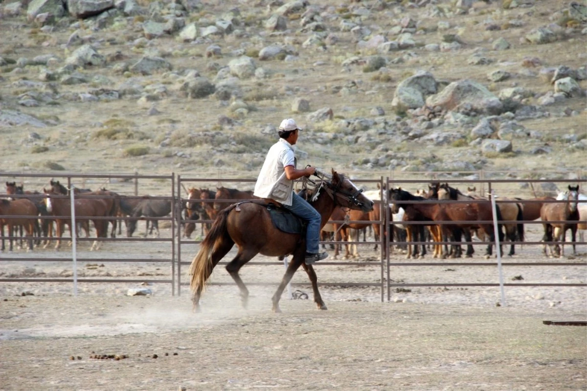 Karaman\'da Yılkı Atları Yakalanmaya Başladı