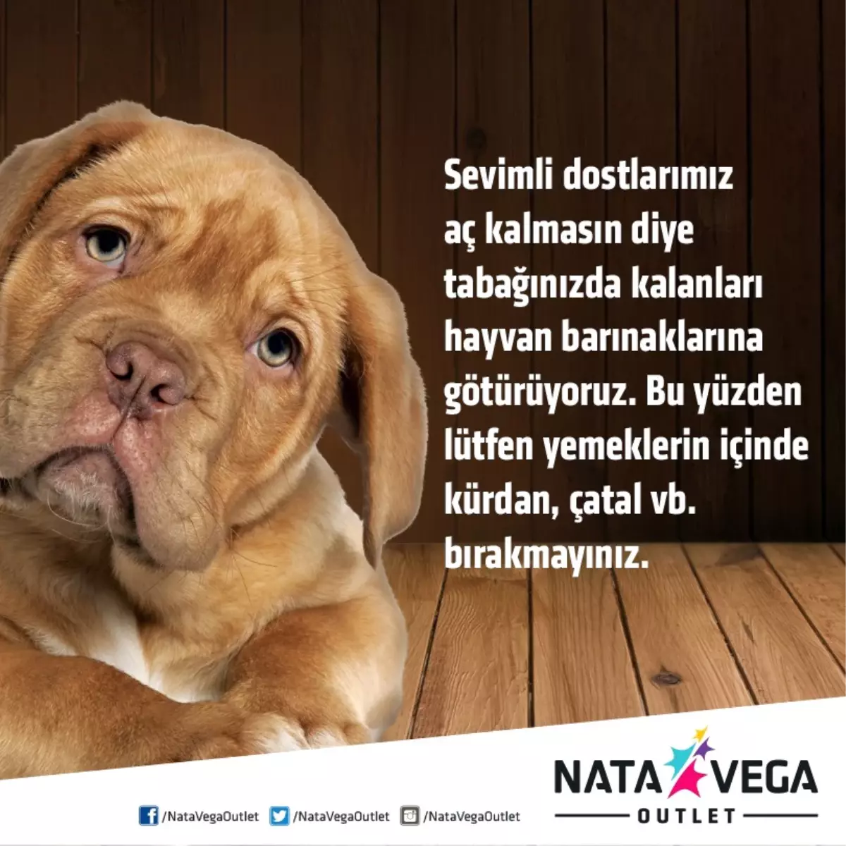 Nata Vega Outlet Alışveriş Merkezi\'nde Artan Yemekler Sokak Hayvanlarına Veriliyor