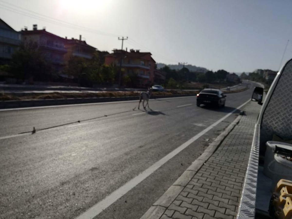 Sahipsiz Eşek Sürücülere Zor Anlar Yaşattı