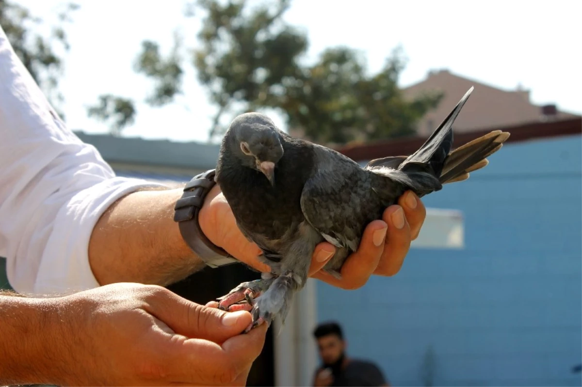 Şampiyon Kuş Havada 4 Saat Kalarak Rekor Kırdı