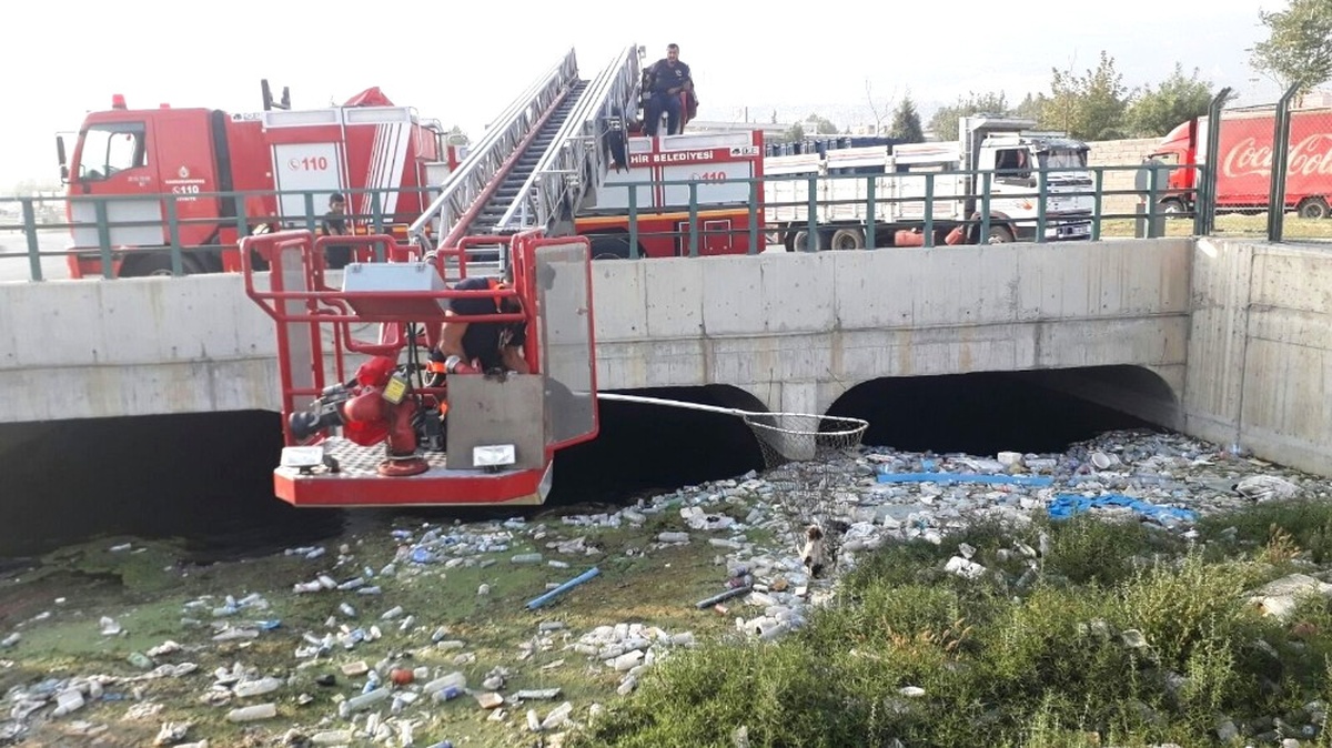 Sulama Kanalına Düşen Kedi İtfaiye Merdiveniyle Kurtarıldı