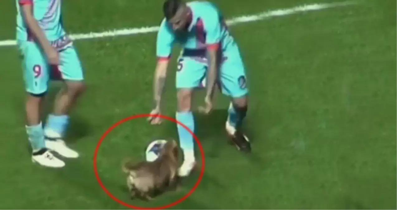 Tatlı Köpek, Sahaya Atlayıp Futbolculara Nasıl Top Oynanacağını Öğretti