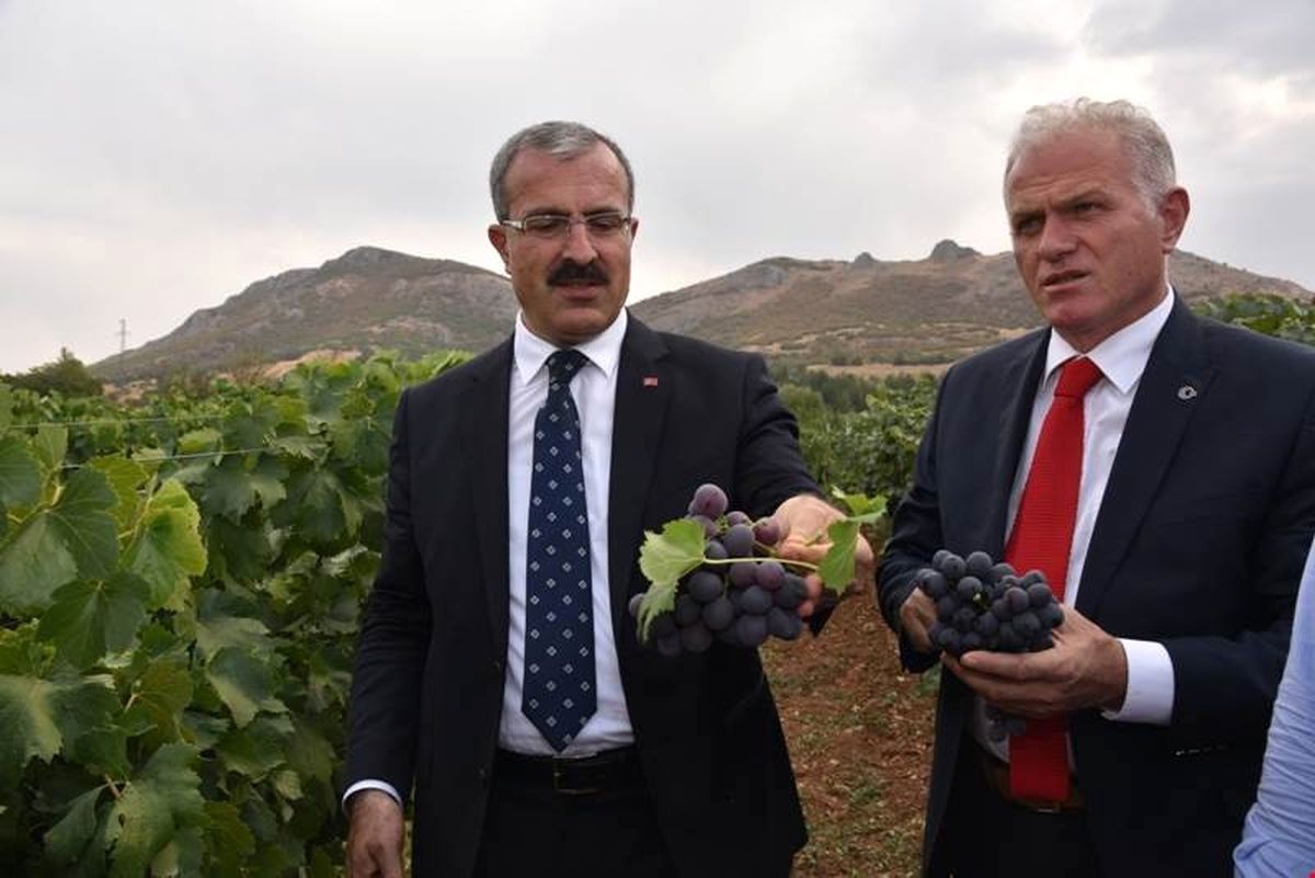 Tokat\'ta 18 Sofralık Üzüm Çeşidi Denemesi Yapılıyor