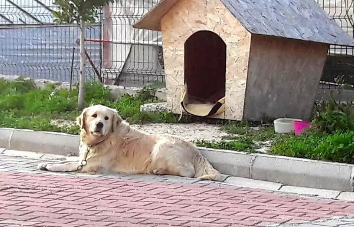 Üç Köpek Zehirlenerek Öldürüldü