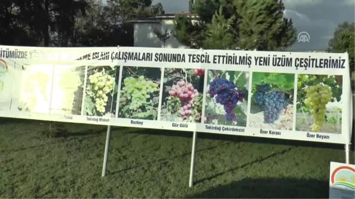 3. Trakya Bağ Bozumu ve Ekoloji Festivali