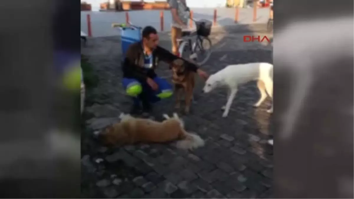 Balıkesir Otomobilin Çarptığı Köpek Telef Oldu, Diğer Köpekler Yanından Ayrılmadı