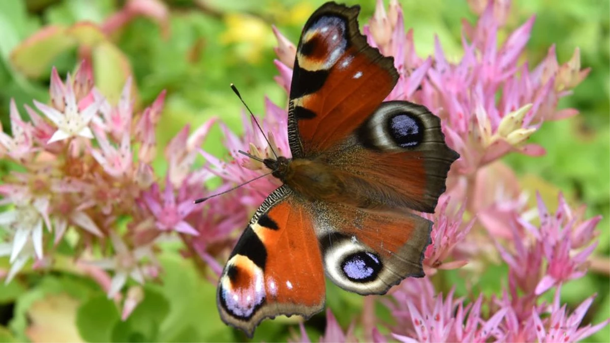 Bilim İnsanları Kelebeklerin Genleriyle Oynayarak Kanatlarındaki Renk ve Desenleri Değiştirdi