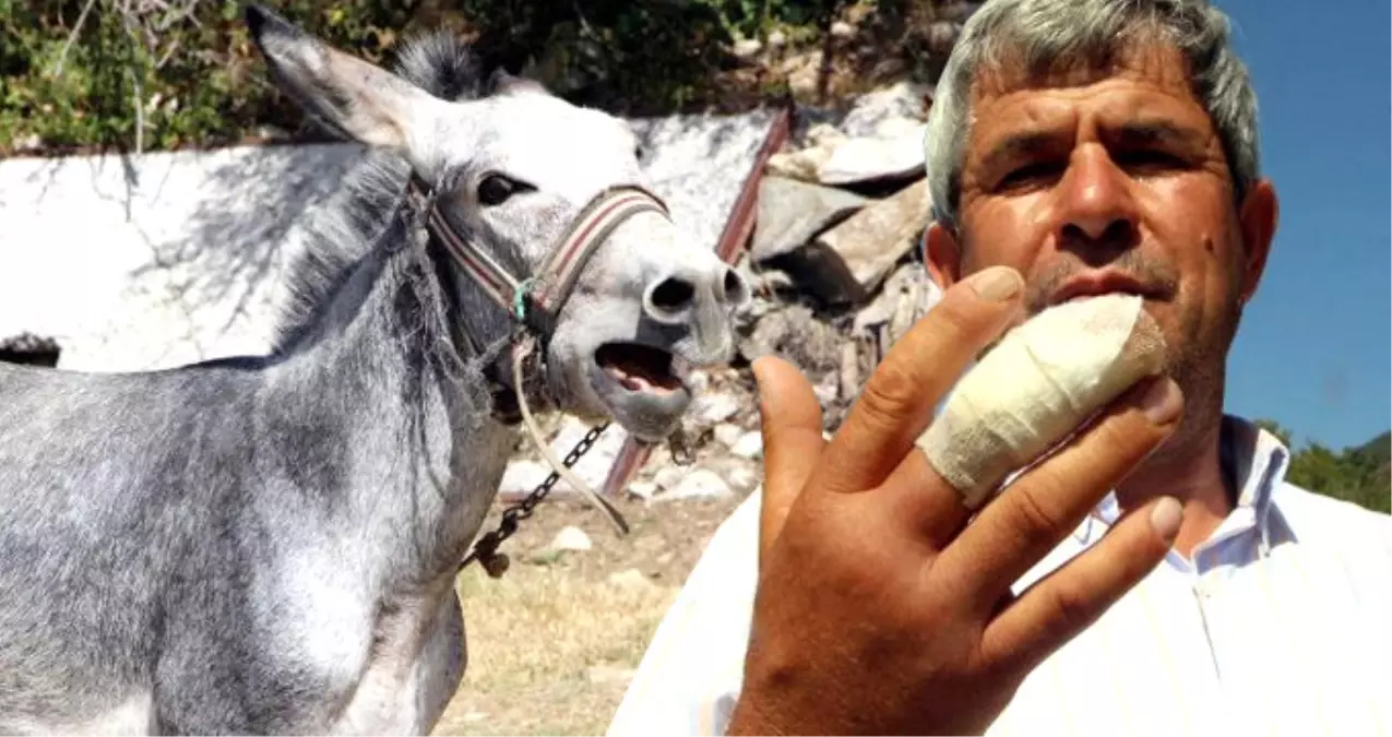 Eşek, Saldırdığı Sahibinin Parmağını Kopardı