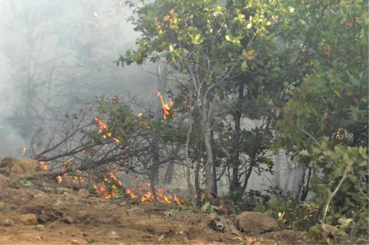 Eskişehir\'de Orman Yangını (2)
