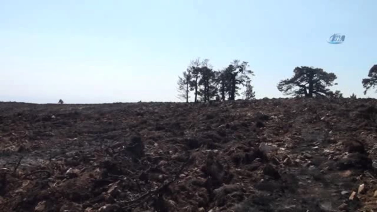Kütahya\'da Yanan Orman Alanları 1 Yıl İçerisinde Ağaçlandırılacak