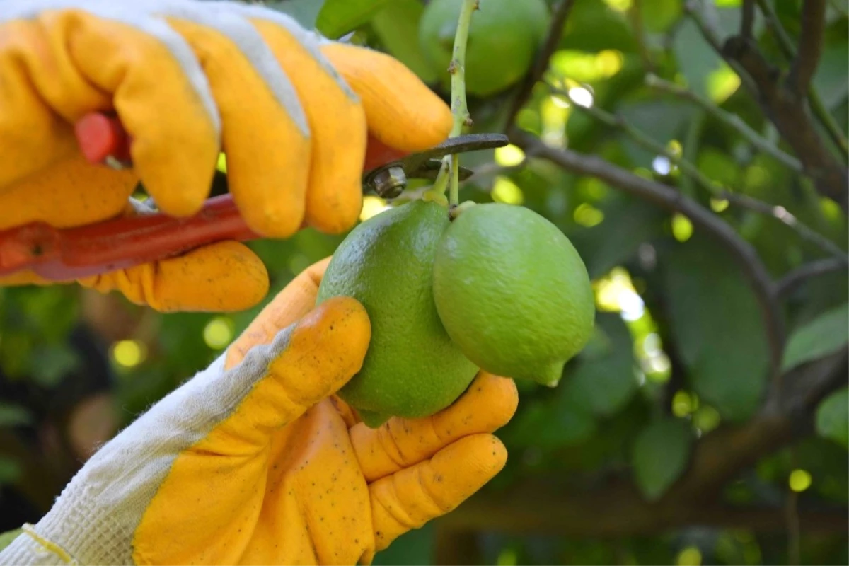 Muğla\'da Limon Hasadı Başladı