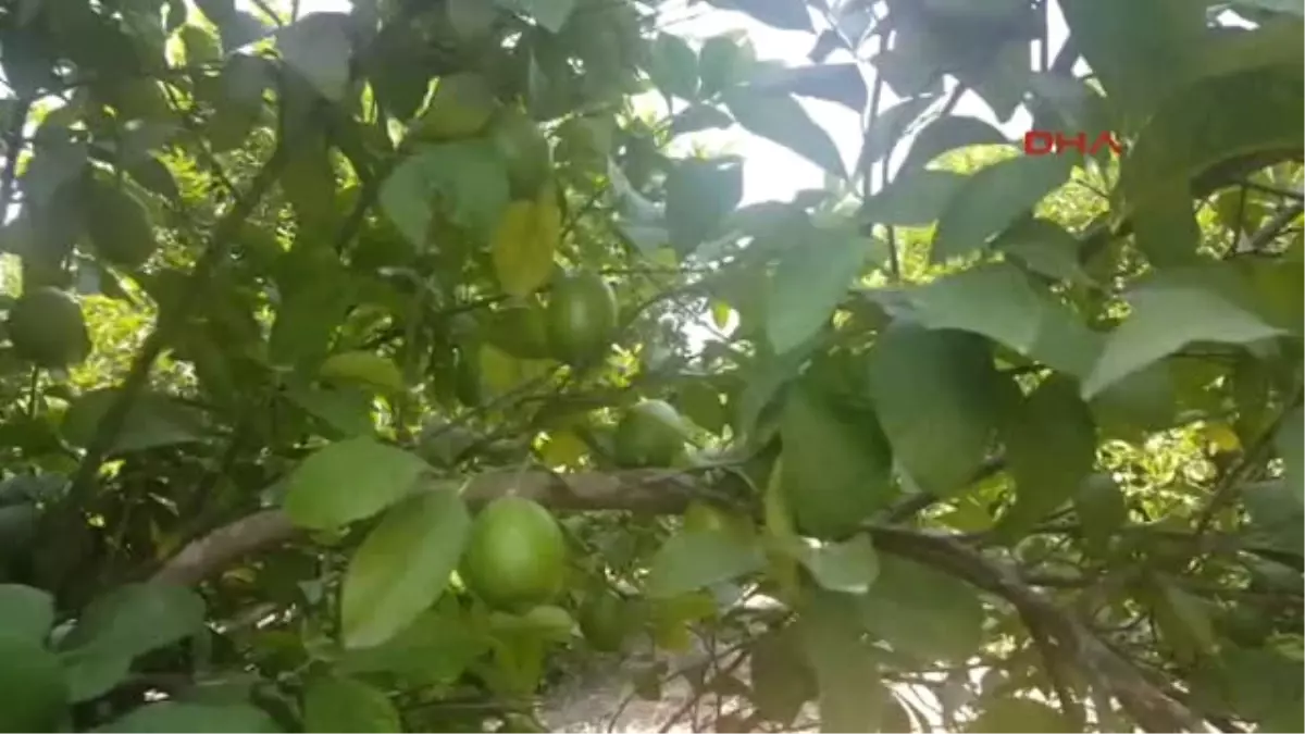 Muğla Limon ve Narda Rekolte Düştü