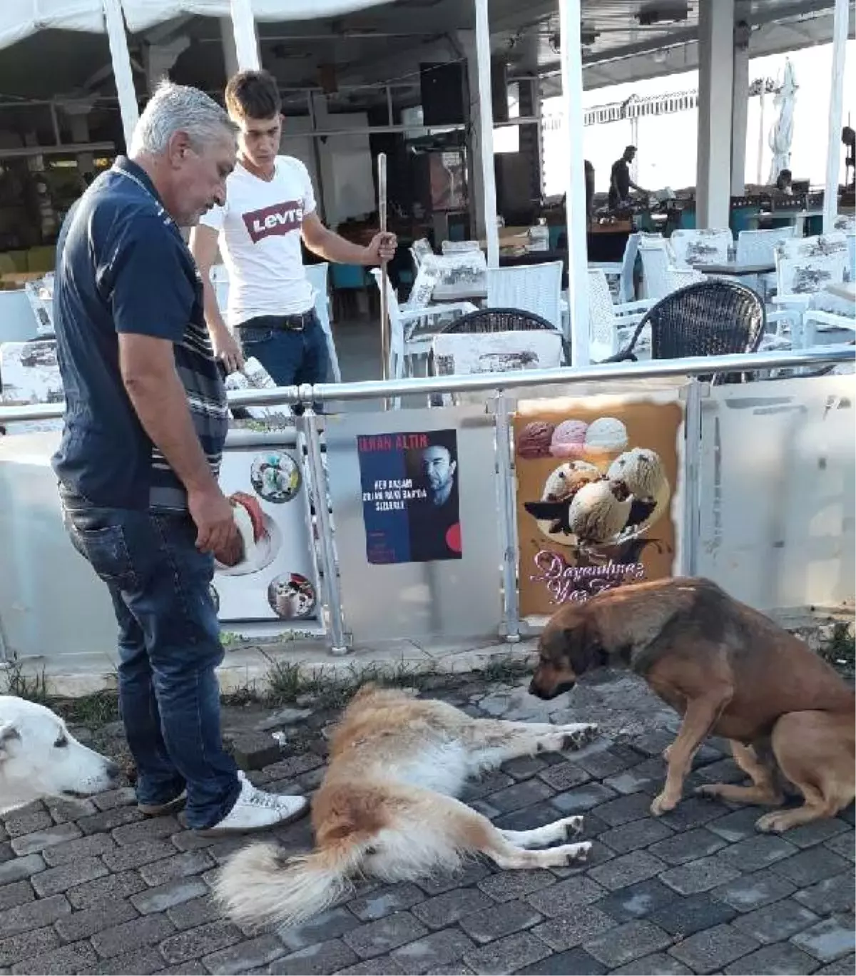 Otomobilin Çarptığı Köpek Telef Oldu, Diğerleri Yanından Ayrılmadı