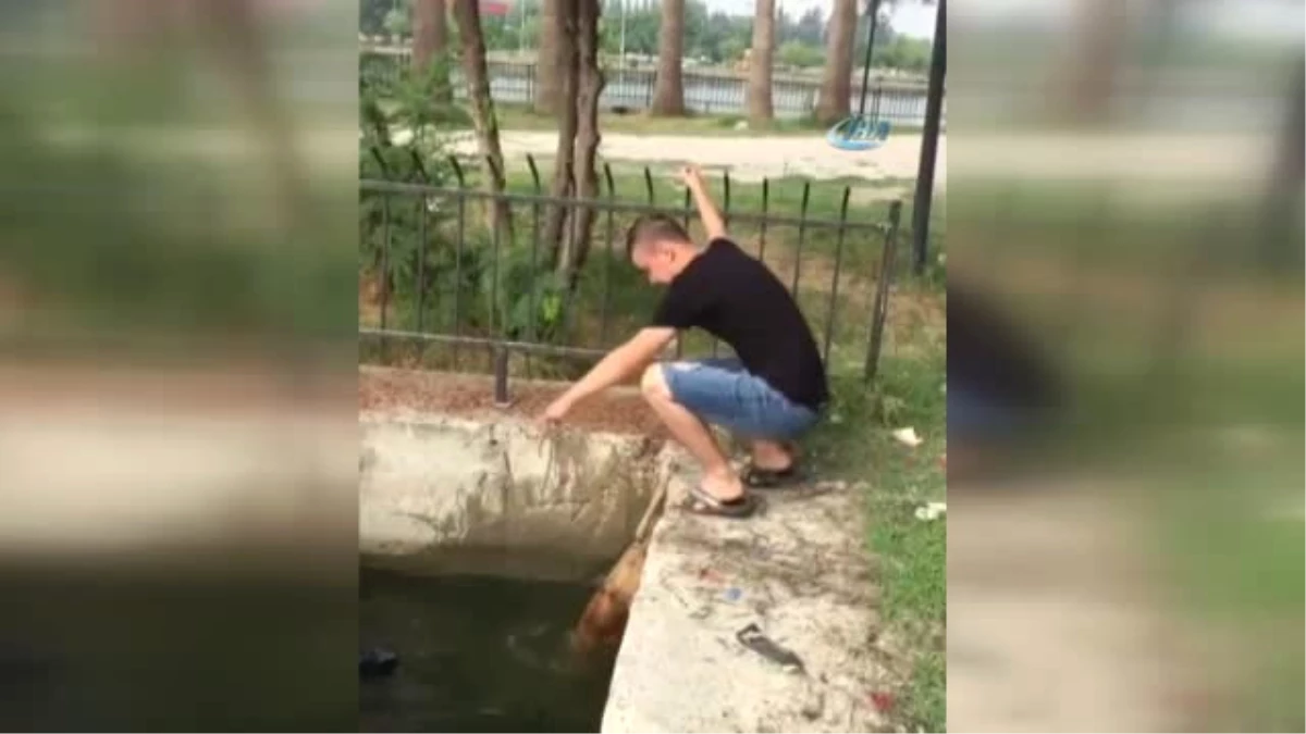 Seyhan Nehri\'ne Düşen Köpeği Vatandaşlar Kurtardı