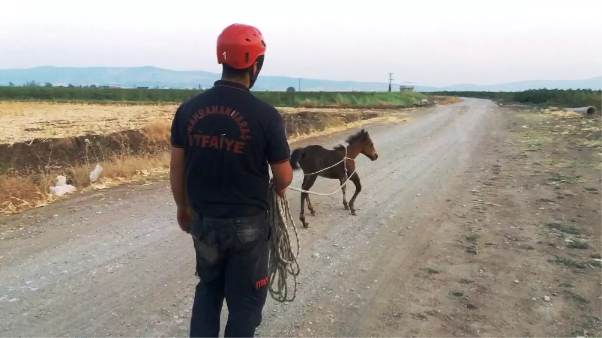 Sulama Çukuruna Düşen Tayın İmdadına İtfaiye Yetişti