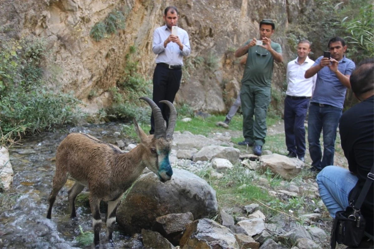 Tedavisi Tamamlana Yaban Keçisi Doğaya Bırakıldı