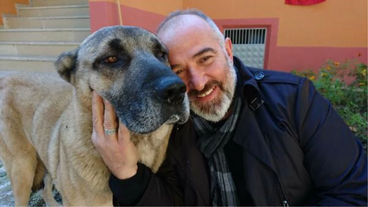 Trabzon\'da Boğuşan Köpekler Öldü, Sahipleri Davalık Oldu