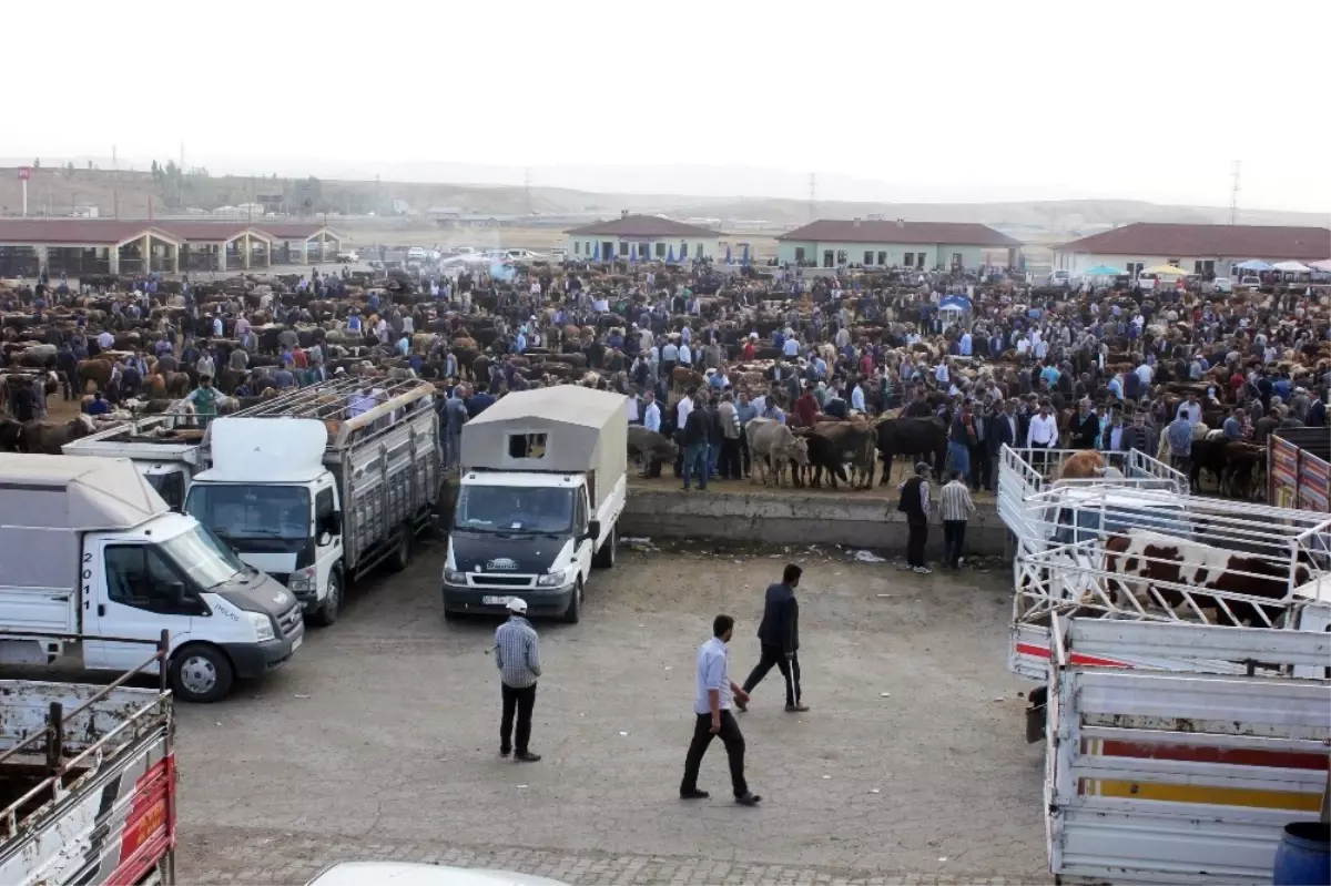 Yükselen Saman Fiyatları Hayvan Pazarını Olumsuz Etkiliyor