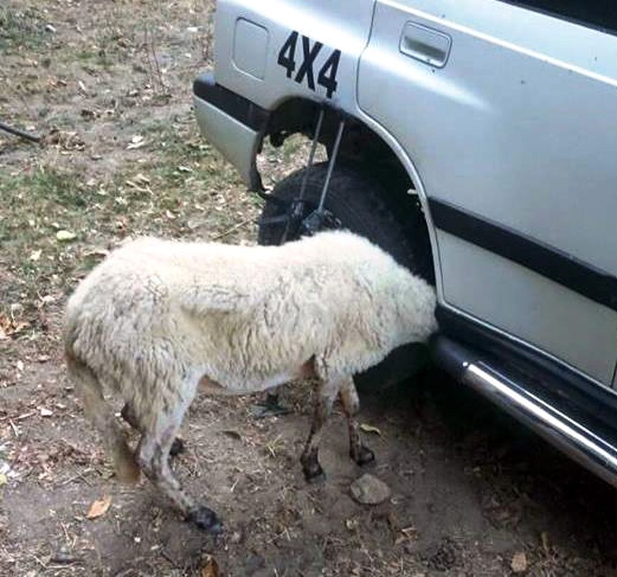 Aracın Çamurluğuna Kafası Sıkışan Kuzuyu İtfaiye Kurtardı