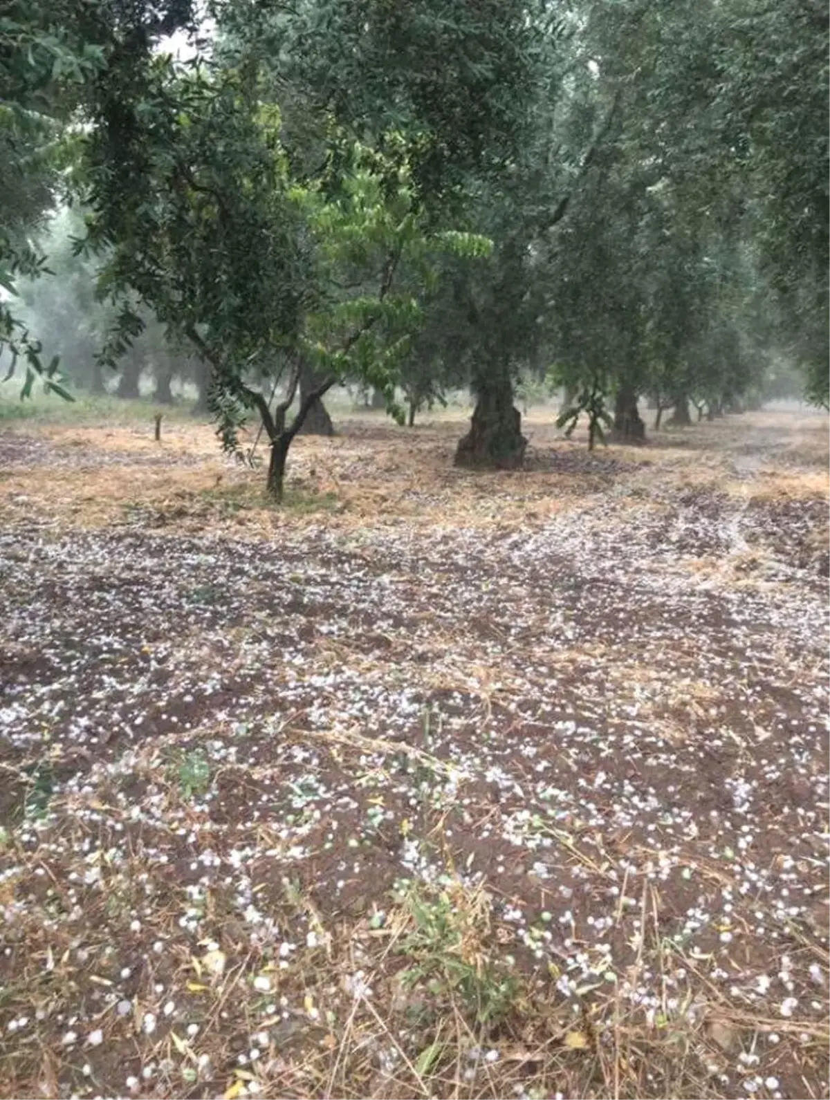 Dolu Yağışı Zeytin ve Üzümü Vurdu