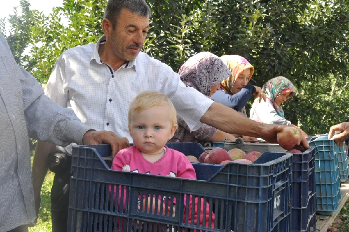 Elma Hasadı Sancılı Başladı