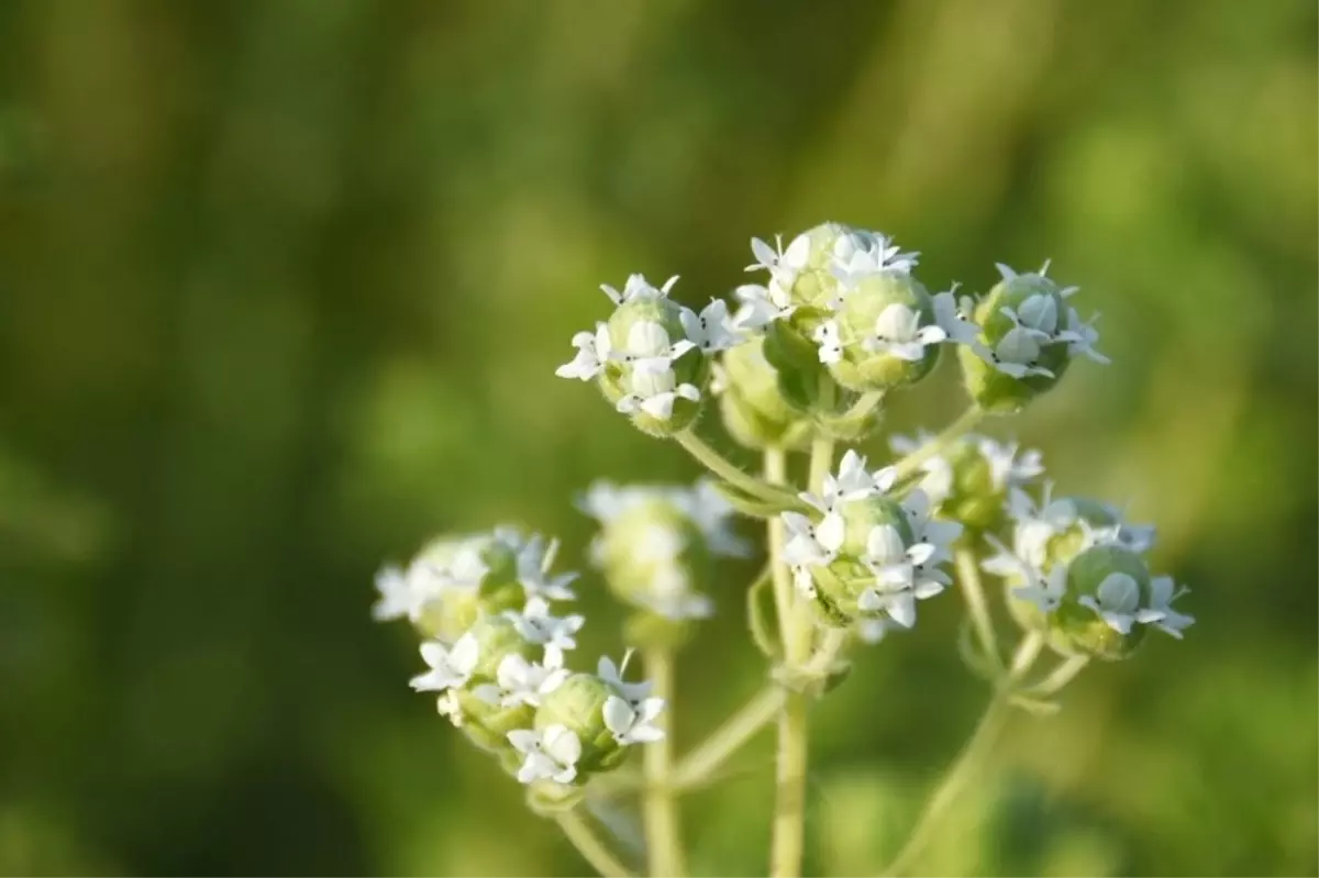 Kocasinan\'da Tıbbi ve Aromatik Bitkiler Ürün Vermeye Başladı