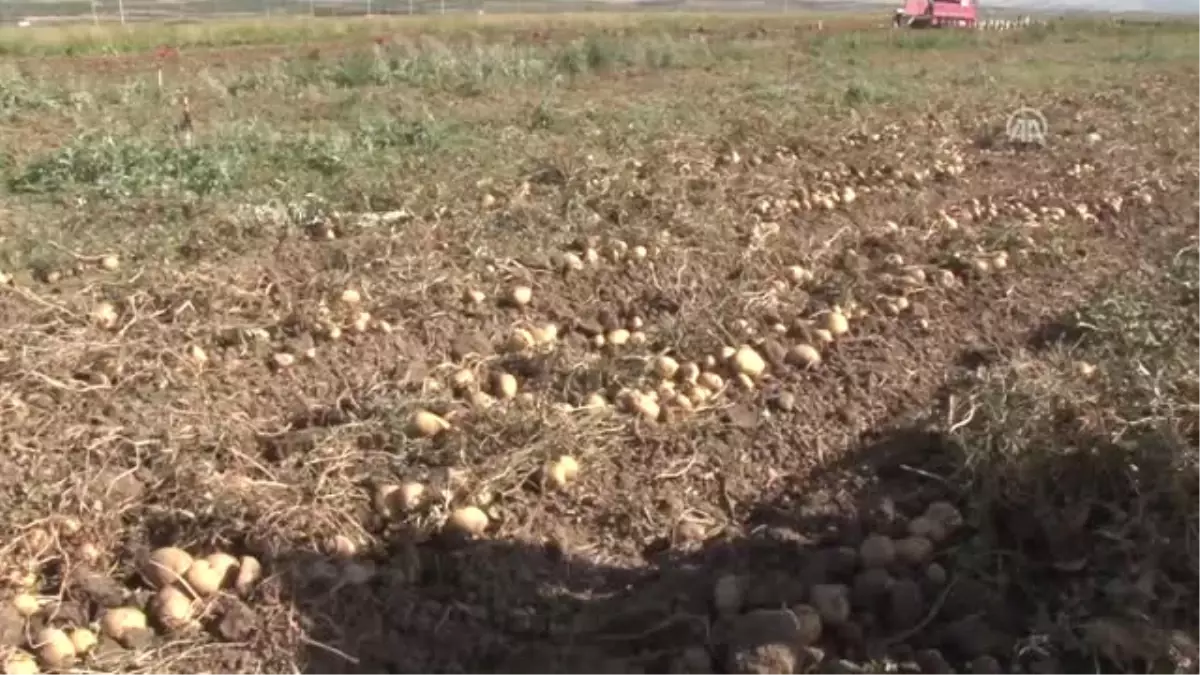 Şuhut\'un "Agria" Cinsi Patatesinde Hasat Zamanı - Afyonkarahisar