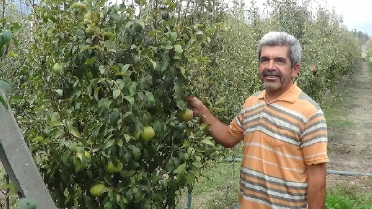 Andırın\'da Armut Bereketi