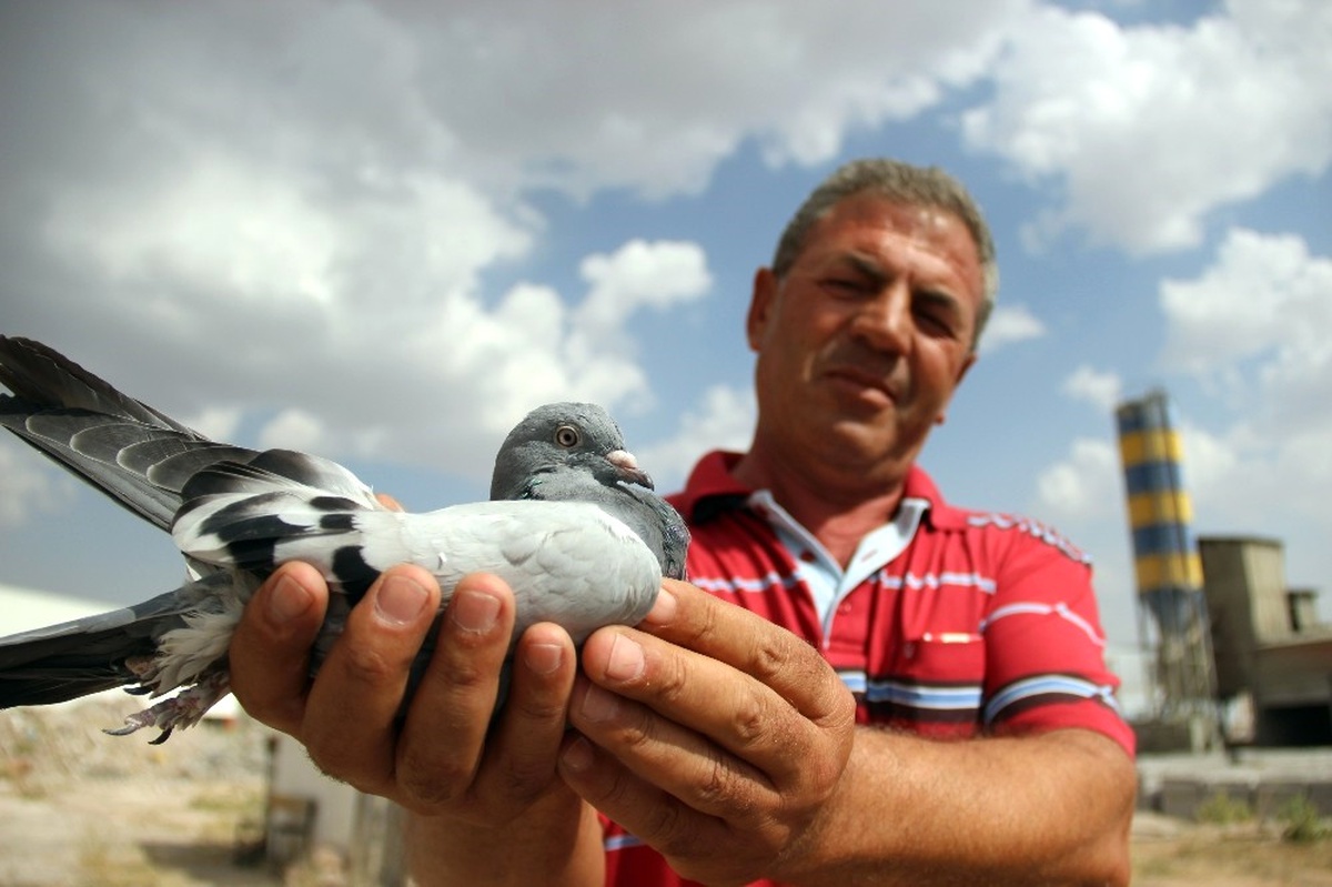 Bulduğu Taklacı Güvercinin Sahibini Arıyor