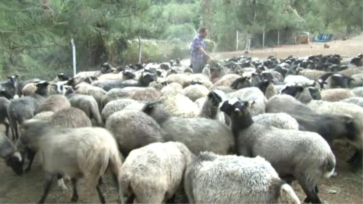 Ukrayna\'dan Beşiz Doğuran Koyun Getirdi, Siparişlere Yetişemiyor