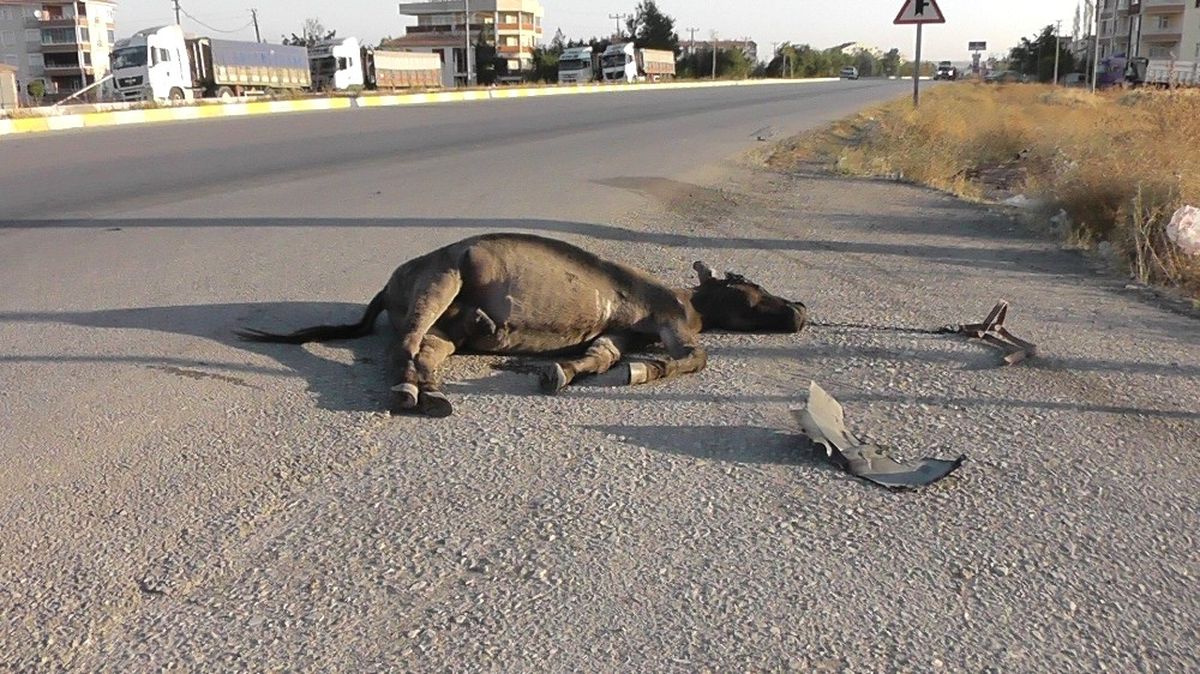 Başıboş Eşek Kazaya Sebep Oldu