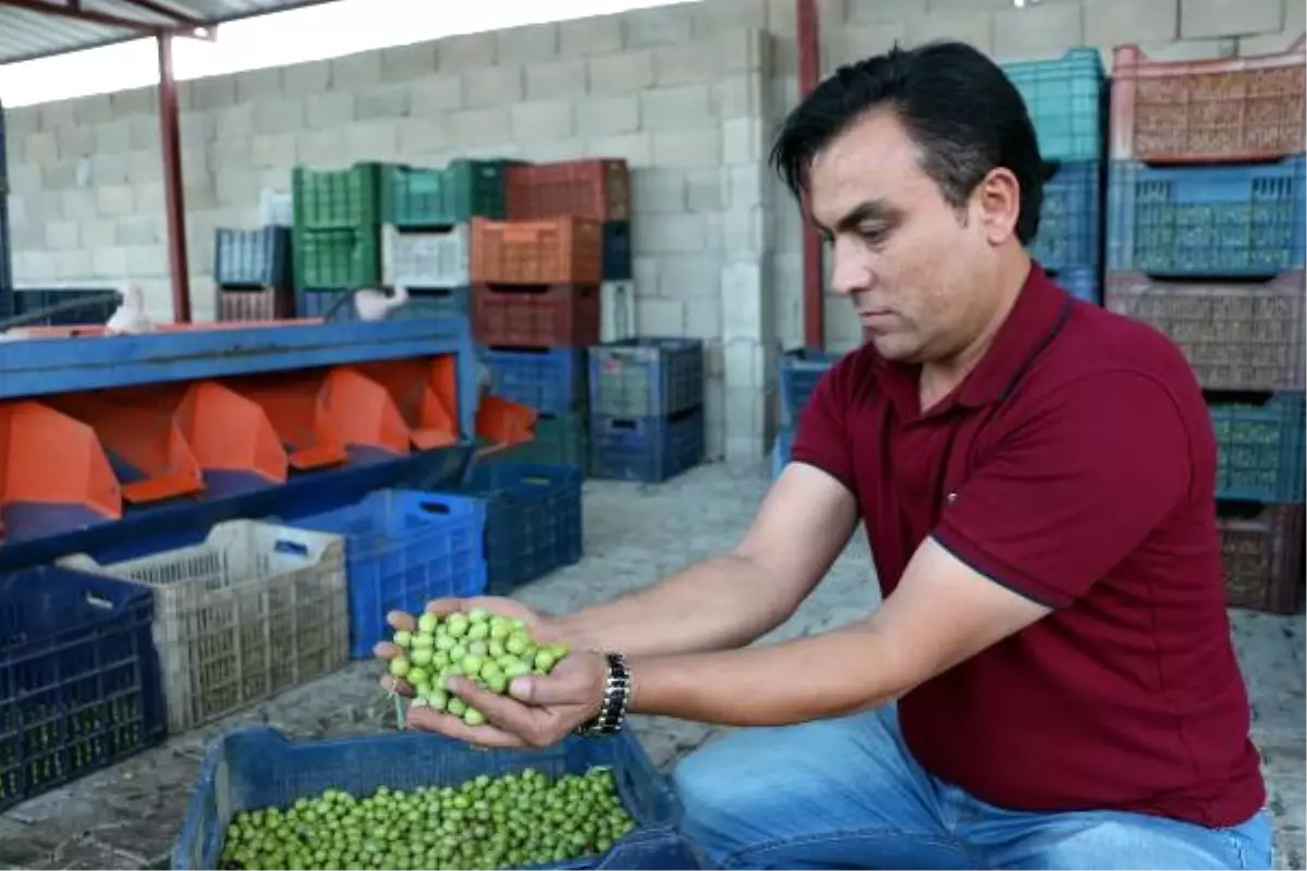 Hatay\'da Zeytin Hasadı Başladı