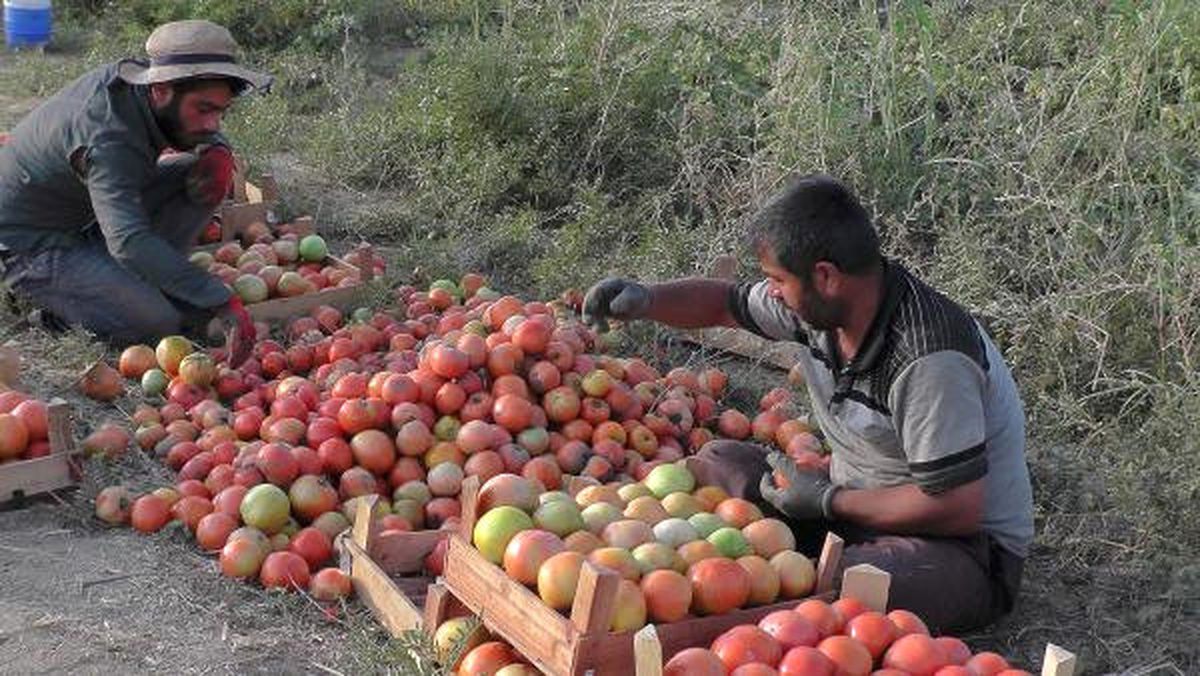 Muş\'ta Domatesin Kilosu 40 Kuruş
