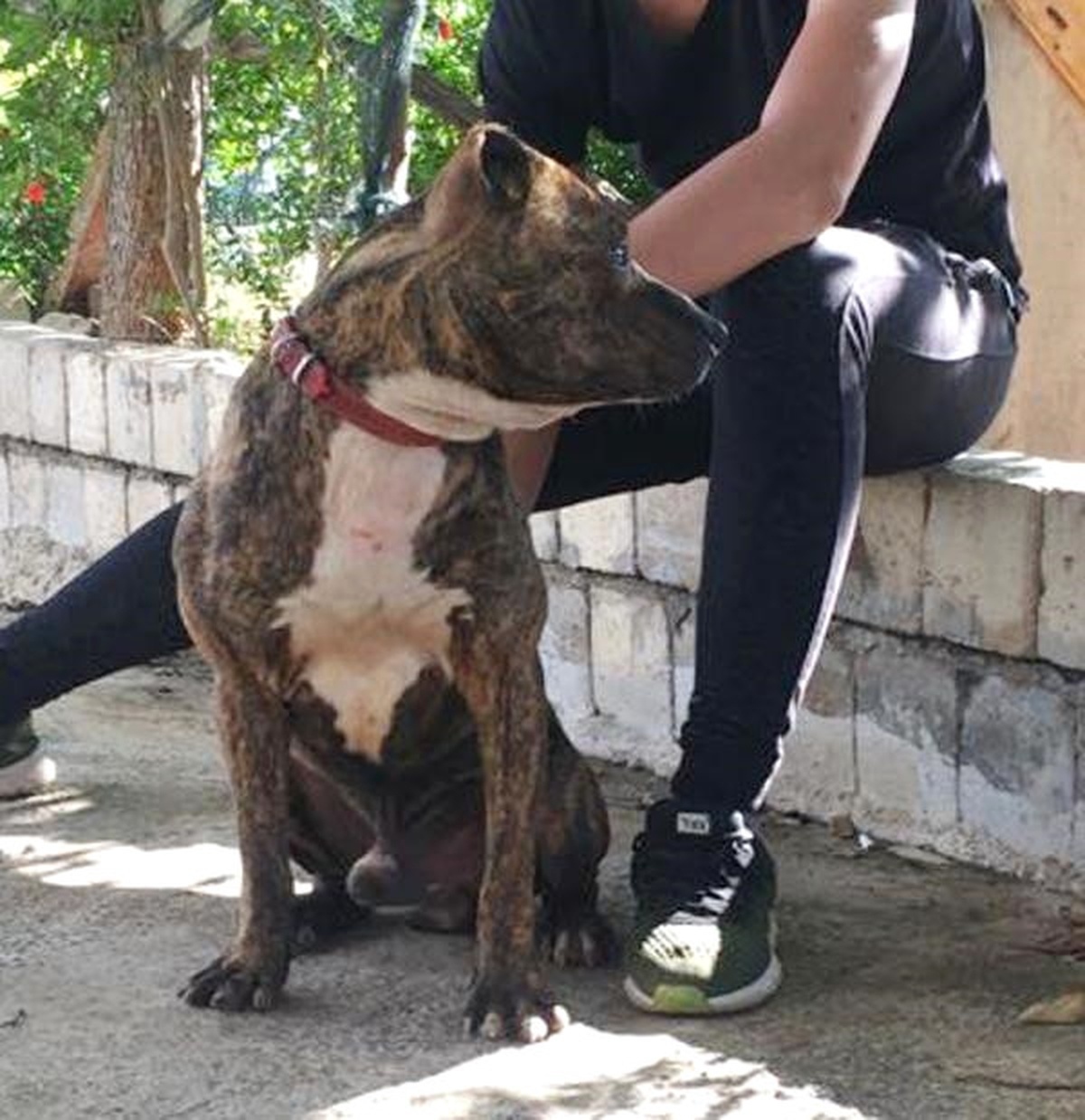 Atına Saldıran Köpeği Otomobili ile Ezdi