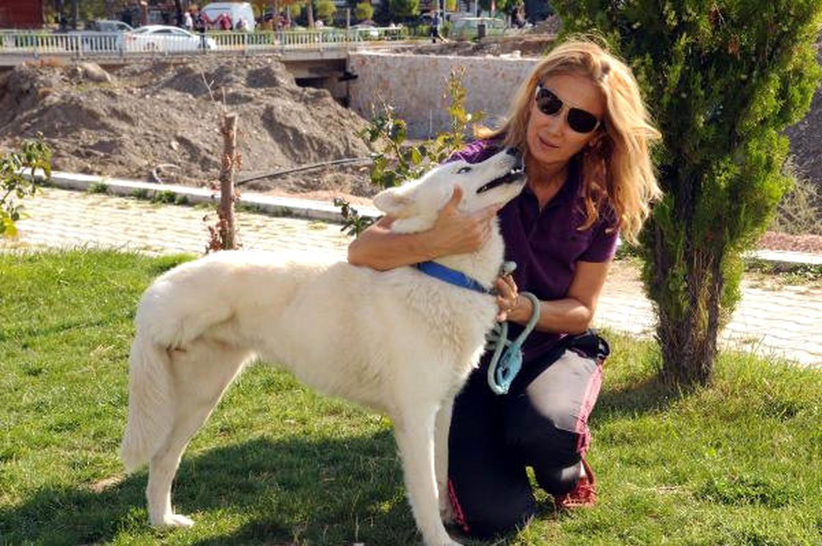 Ayağından Vurulan \'Jan\'a Hayvanseverler Sahip Çıktı