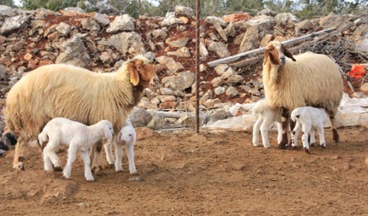 Devlet Kuzu Piyasasına İthal Etle Müdahale Ediyor