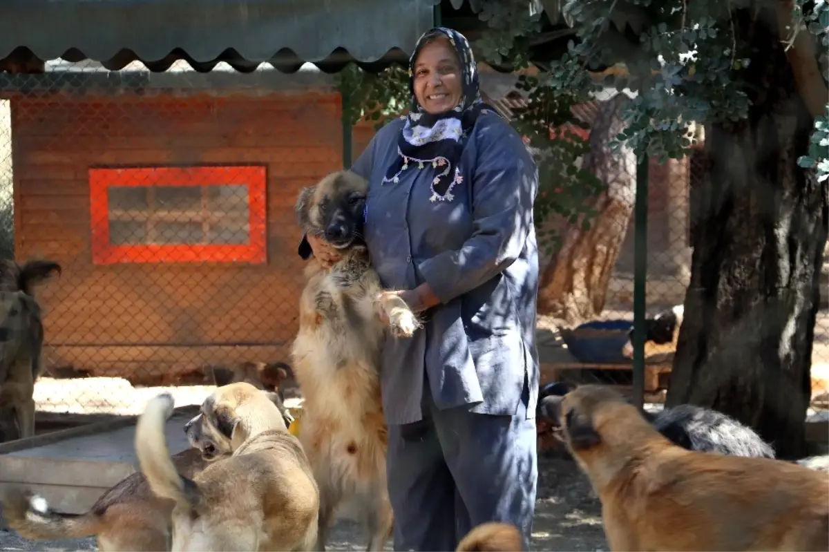 Engelli Sokak Köpeklerine Özel Bakım