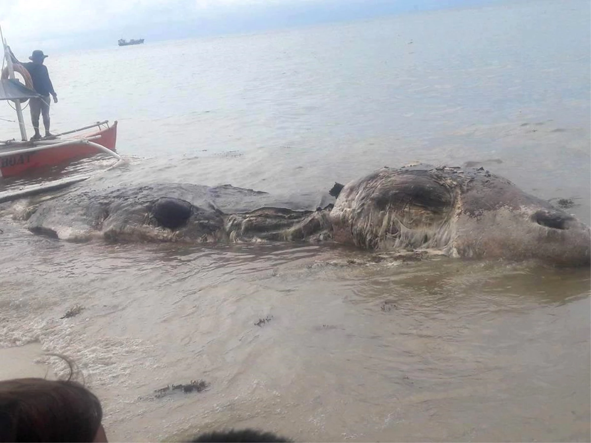 Filipinler\'de Kıyaya Vuran Deniz Canavarını Gömemeyince Tekrar Denize Bıraktılar