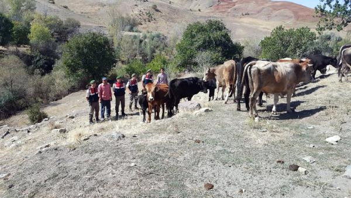 Kaybolan 19 Büyükbaş Hayvanı Jandarma Buldu