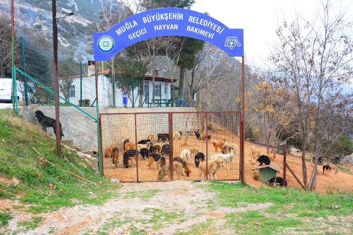 Sahipsiz Dostlar Büyükşehir Güvencesinde