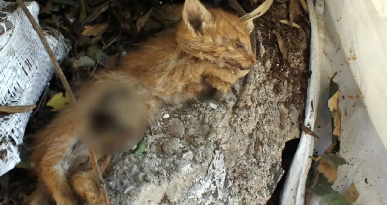 Aynı Yerde İki Haftada İkinci Vahşet! Antalya\'da Yavru Kedinin Karnını Deştiler