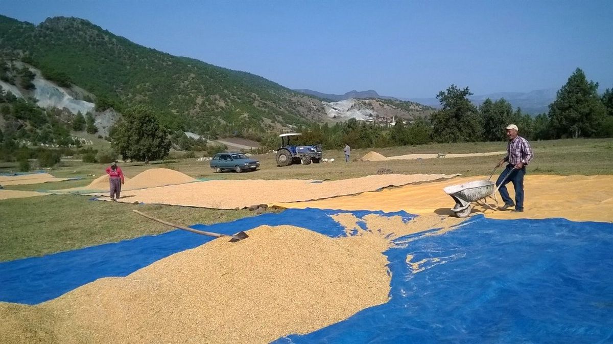 Çeltik Üreticisi Tedirgin