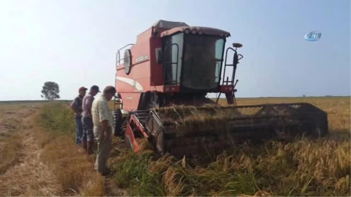 Mahkumların Ürettiği 14 Ton Pirinç Satışa Sunuldu