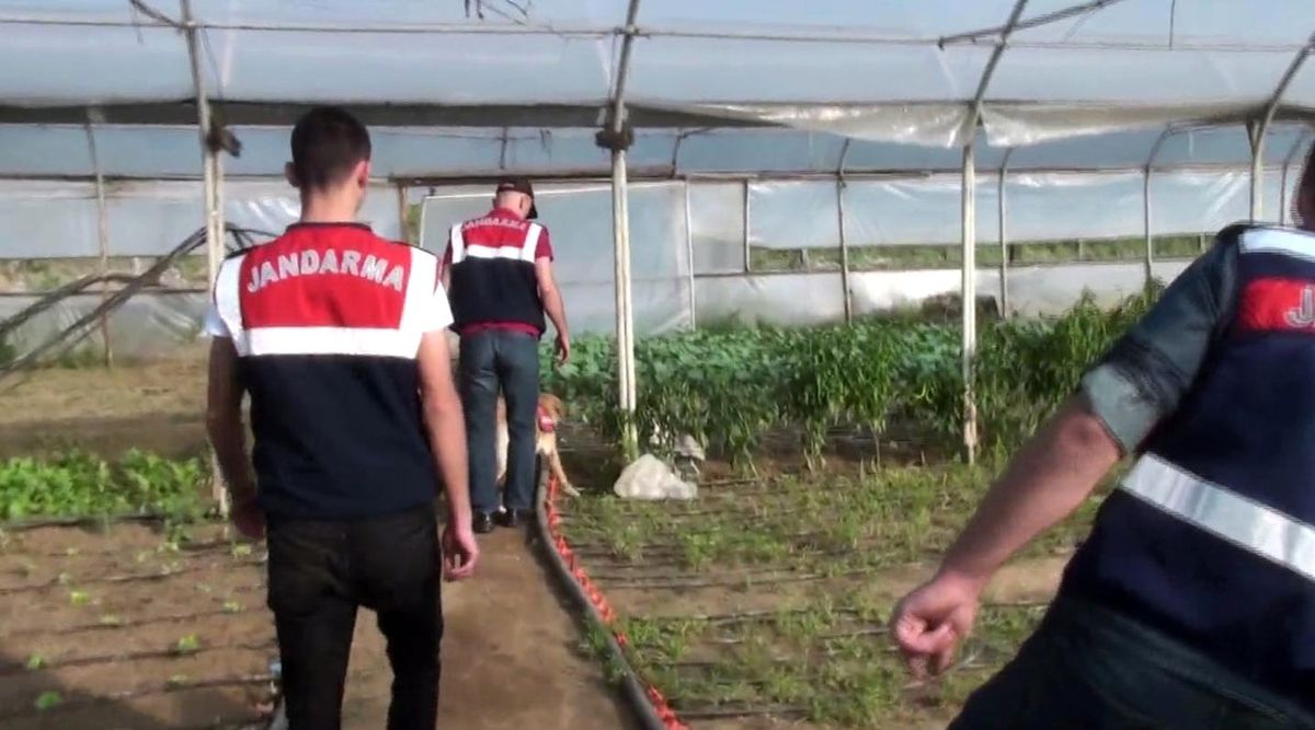 Organik Tarım Adı Altında Hint Keneviri Yetiştirmişler!