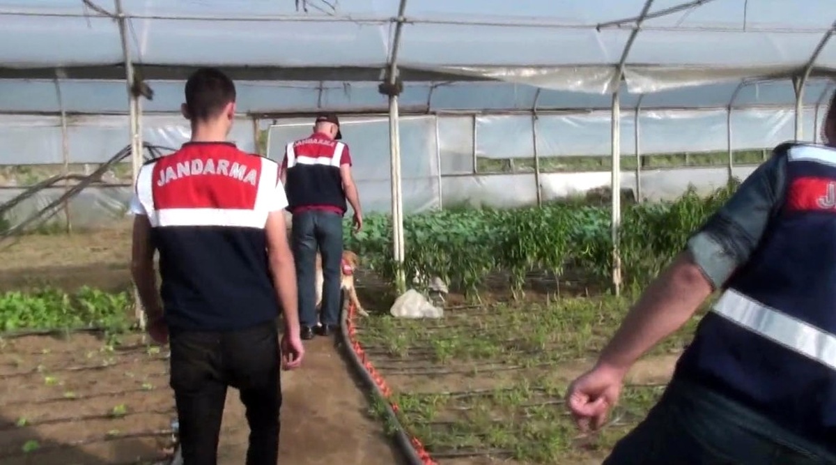 Organik Tarım Adı Altında Hint Keneviri Yetiştiren 2 Kişi Yakalandı