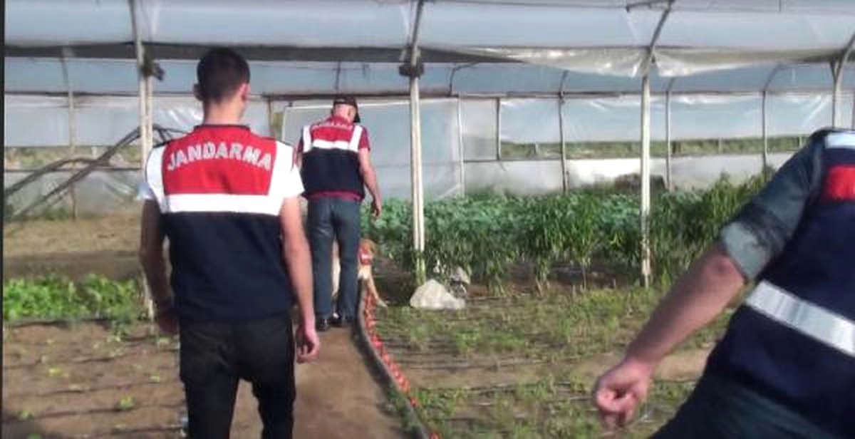 Organik Tarım Yapıyoruz" Dediler Seralardan Hintkeneviri Çıktı