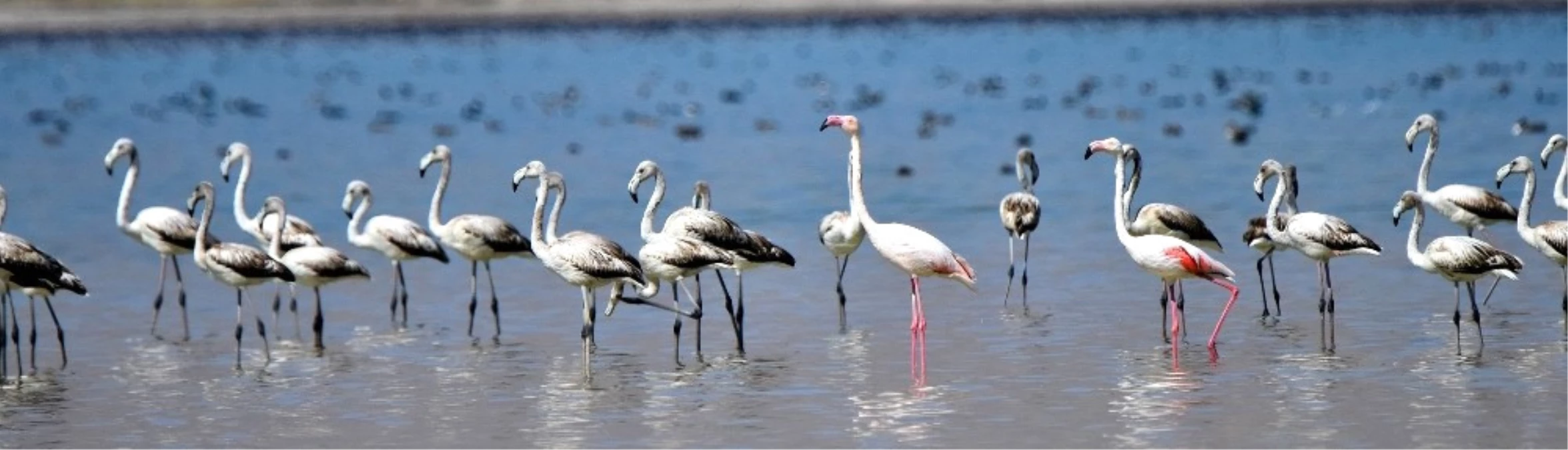 Flamingolar Arin Gölünde İlk Defa Yoğun Şekilde Görüntülendi